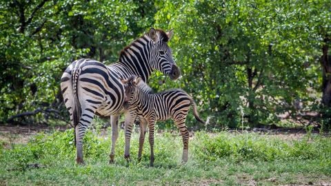 Zebrastute mit Fohlen 